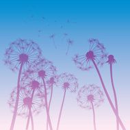 vector dandelions illustration