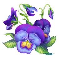 violet pansy flowers N2