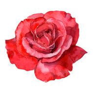 beautiful rose watercolor hand-painted isolated on white background N8