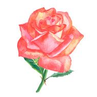 beautiful rose watercolor hand-painted isolated on white background N9