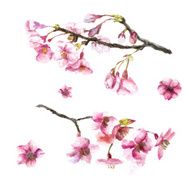 Hand Drawn Cherry Blossoms N4