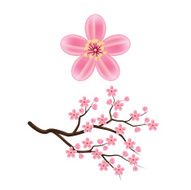 Blooming cherry branch vector illustration