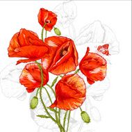 Bunch of Beautiful Red Poppy vector illustration N8