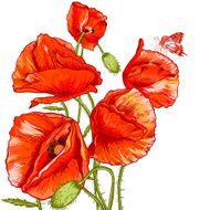 Bunch of Beautiful Red Poppy vector illustration N9