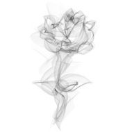 Realistic Smokey Rose Isolated on White