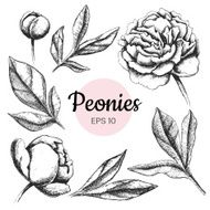 Vector set of ink peony flowers and leaves isolated