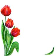 Romance card with red tulips and copy space N5