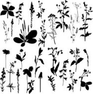 Silhouettes of flowers and grass