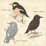 Background with birds and space for text N2