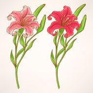 Pink Lily N5
