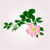 Eglantine vector