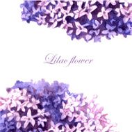 Lilac 3