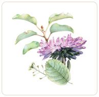 Composition of different spring flowers and plants N7