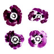 Collection of watercolor poppy flowers N10