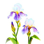 Irises watercolor N5
