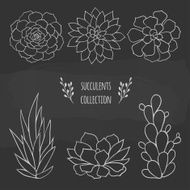 set of different succulents