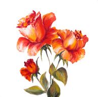 Roses isolated on white oil painting N4
