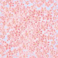 Seamless texture cherry blossoms vector