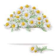 Banner with Wild Chamomile Bunch