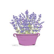 Seamless lavender pattern