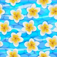 Tropical flowers plumeria N11