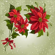 Poinsettia N3