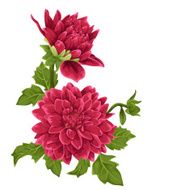 Chrysanthemum flowers