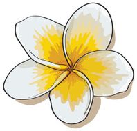 Tropical flowers plumeria isolated on white background Vectors