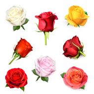 White rose vector illustration