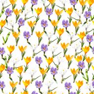 Seamless pattern with spring flowers crocuses on white background N2