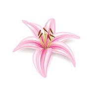 Lily flower isolated on white vector