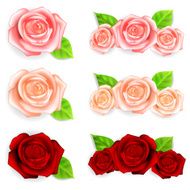 Set of roses with green leaves