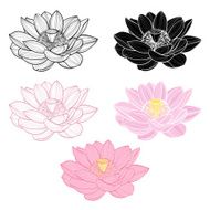 Set of lotus isolated on white background Elements for design