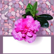Template azaleas flower and sea stones