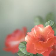 Shining vector flowers roses
