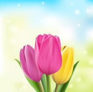 Realistic Colorful Tulips in Isolated Background N3