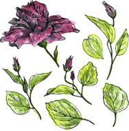 watercolor vector floral set N13