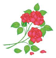 Flowers red rose