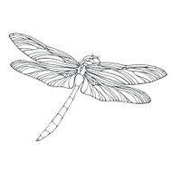 Vector outline dragonfly illustration isolated on white