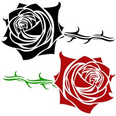 Rose N41