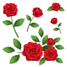 Roses Illustrate