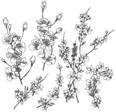 Hand drawn cherry flowers