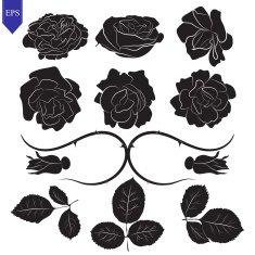 Set of different flower and leaves roses vector