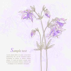 Romantic background with violet aquilegia