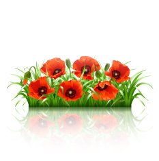 Red poppies in grass vector N3