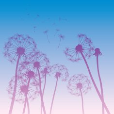 vector dandelions illustration