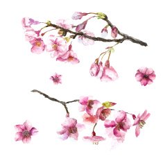 Hand Drawn Cherry Blossoms N4