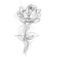 Realistic Smokey Rose Isolated on White