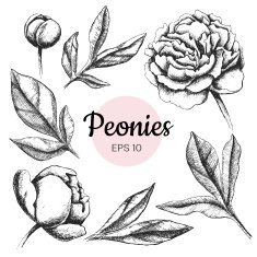 Vector set of ink peony flowers and leaves isolated