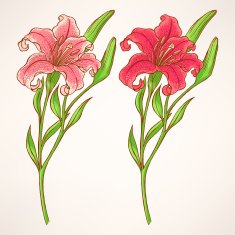 Pink Lily N5